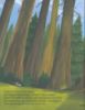 Picture of THE BIG QUESTIONS ANSWERED-CAN TREES TALK TO EACH OTHER
